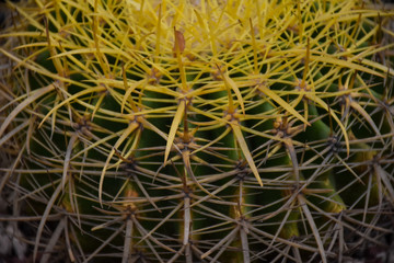 Cactus textura