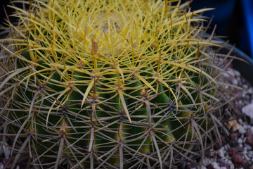 Cactus textura