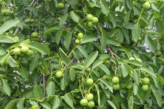 walnut tree with nuts