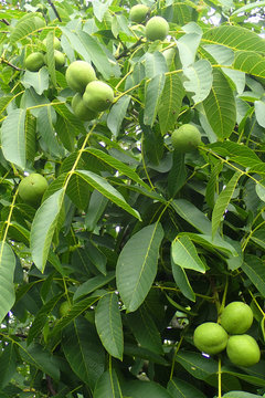 walnut tree with nuts