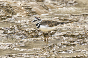 Killdeer (Charadrius vociferus) feeding in Mammoth Hot Springs, Yellowstone National Park