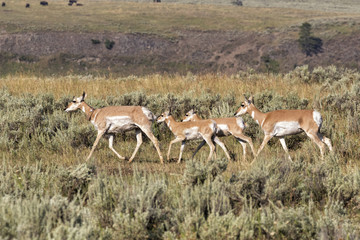The group of male pronghorn antelope at prairie