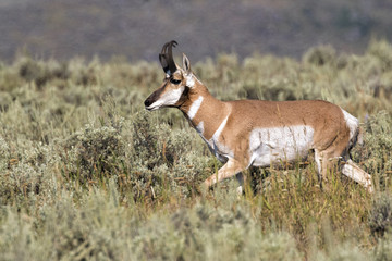 Naklejka na ściany i meble Male pronghorn antelope walking through sage bushes at Yellowstone National Park