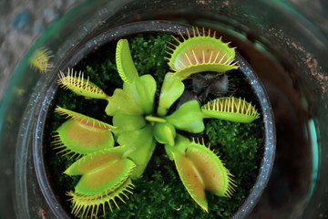 planta carnivora Dionea atrapamoscas © eve orea