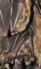 Egyptian fruit bats (Rousettus aegyptiacus)