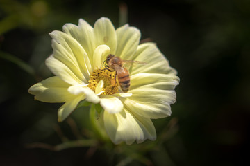 Yellow cosmos and bees, Funabashi-city, Chiba prefecture, Japan