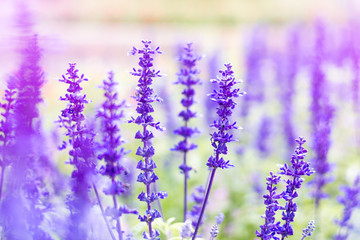 Amazing nature view of purple flowers blooming in garden,purple flowers of lavender