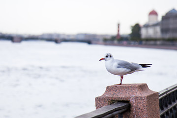 seagull on neva quay