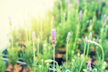 Fototapeta na wymiar Lavender in a flower garden in spring field at Japan.