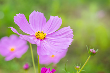Obraz premium Closeup a pink cosmos flowers at garden beautiful at japan. spring flower