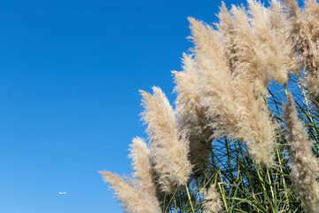 Pampasgrass and autumn sky, Funabashi-city, Chiba prefecture, Japan