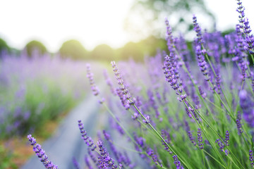 Obraz premium Lavender in a flower garden in spring field at Japan.