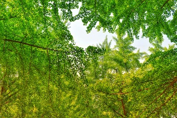 Looking up in the middle of a garden