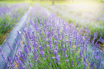 Naklejka premium Lavender in a flower garden in spring field at Japan.