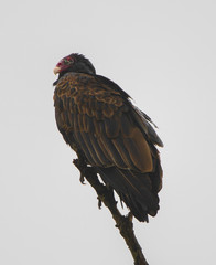Turkey Vultures Roosting in the Sun