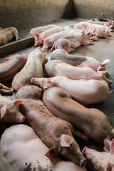 Pigs sleep on day,  piglet in the farm,swine at the farm of thailand.