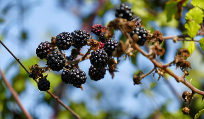 close up of ripe blackberry in a garden