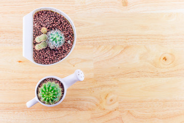 Top view cactus on wood background