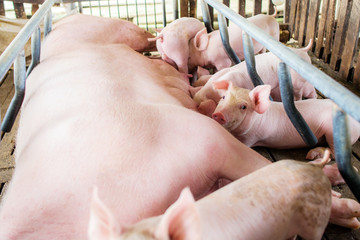 Mother pig and small piglet in the farm,Swine at the farm of thailand. © Worawut