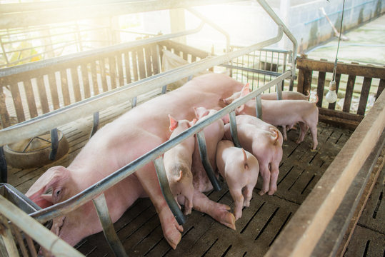 Mother pig and small piglet in the farm,Swine at the farm of thailand.