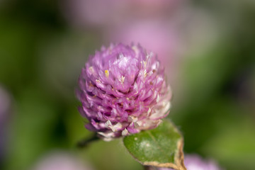 Red clover blooming in a park in Funabashi City, Chiba Prefecture, Japan
