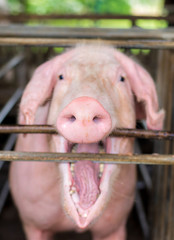 Pigs at the farm. Meat industry. Pig farming to meet the growing demand for meat in thailand and international.