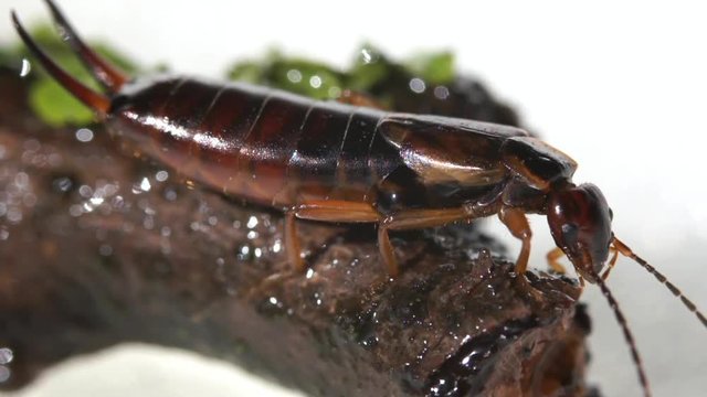 earwig beetle moves macro