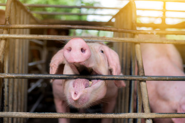 Pigs at the farm. Meat industry. Pig farming to meet the growing demand for meat in thailand and international.