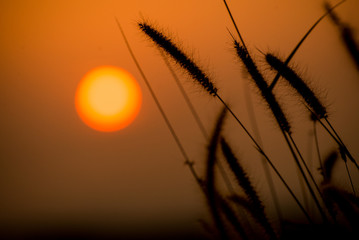 grass flower with sunset background.
