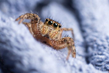 jumping spider