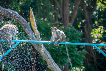 Monkey at Tang Kuan Hill, Songkhla, Thailand.