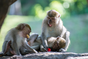 Monkeys family at Tang Kuan Hill, Songkhla, Thailand.