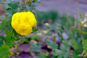Yellow flower, background