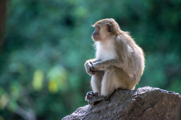 Monkey at Tang Kuan Hill, Songkhla, Thailand.