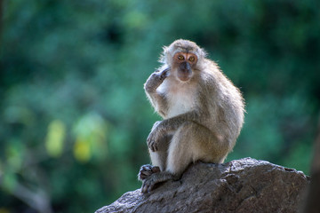 Monkey at Tang Kuan Hill, Songkhla, Thailand.