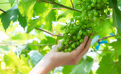 Naklejka na ściany i meble Hand holding the green grapes in the vineyard in a farm.