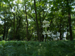 雑木林のヤブミョウガ