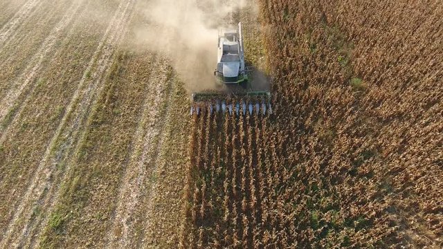 Harvester harvests corn. Collect corn cobs with the help of a combine harvester. Ripe corn on the field