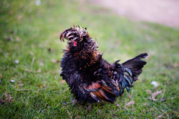 La poule Hollandaise huppée