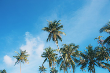 Fototapeta na wymiar Coconut tree with colorful at sky.