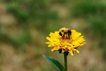 closeup fo bumblebee leeching nectar from a yellow flower