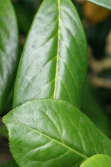 closeup of strong green leaves in summer