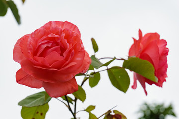 red rose on bright background