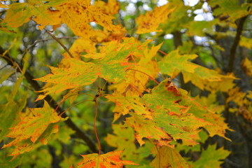 Colorful leaves of maple, natural countryside landscape, bright colors of autumn