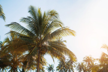 Fototapeta na wymiar Coconut tree with sunlight.