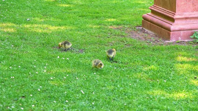 Kanadagansk&uuml;ken ( Branta canadensis )