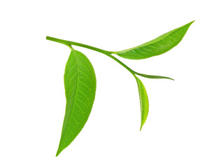 Fresh tea leaves on a white background