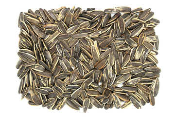 Sun Flower seed isolated on white background