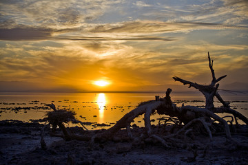 Salton Sea Sunset Clouds Dead Tree Logs