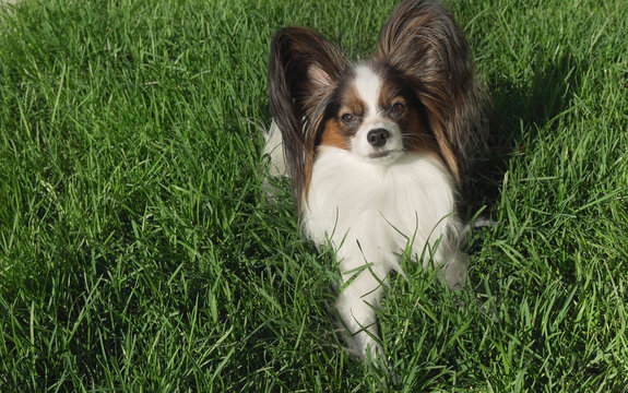 Beautiful dog Papillon lies on green lawn and looks